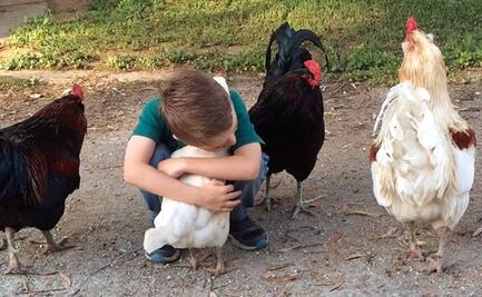 ¡Dejen de besar a los pollos! Piden las autoridades en EU