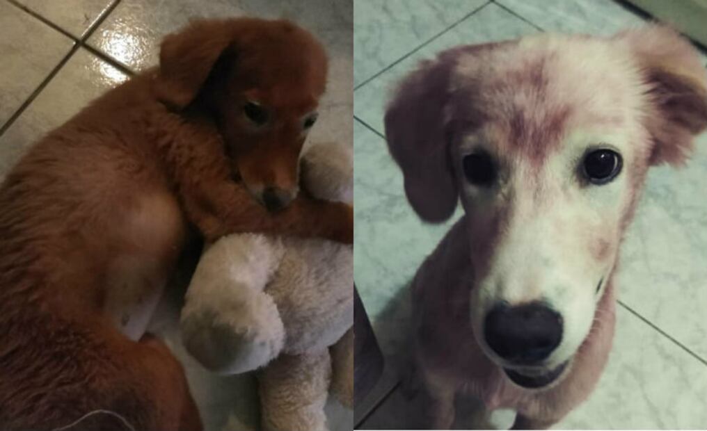 La peligrosa y cruel tendencia de “colorear” el pelaje de los perros 