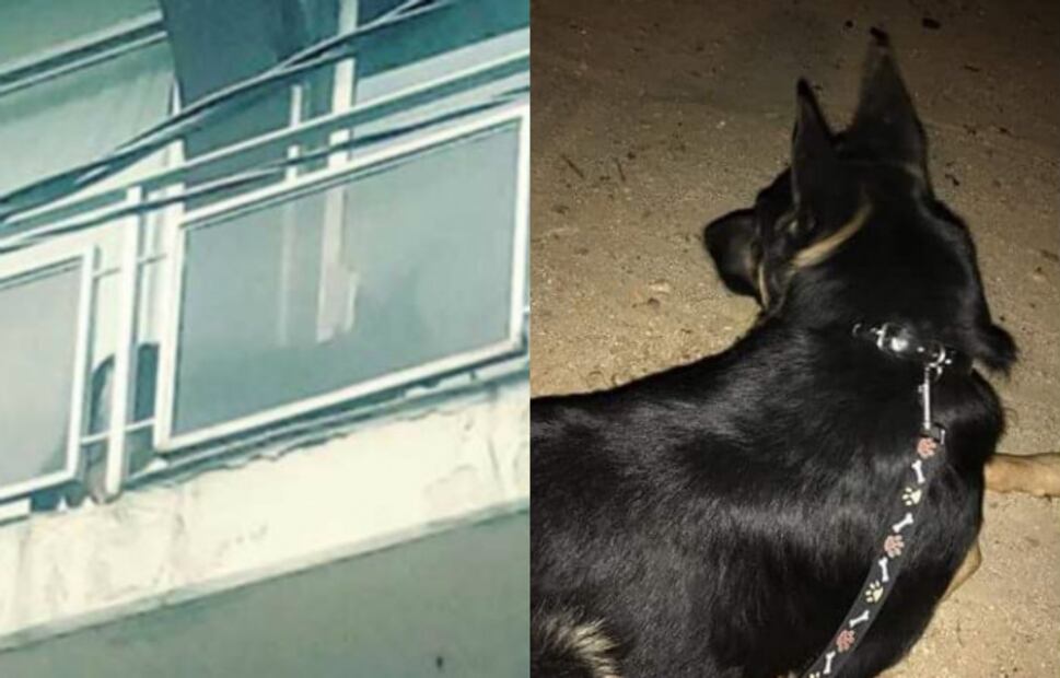 ¡Volvieron a nacer! Rescates impresionantes de mascotas tras el sismo
