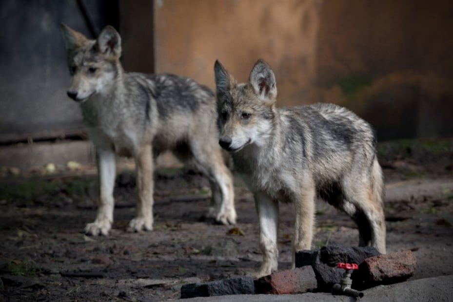 10 especies animales a punto de desaparecer