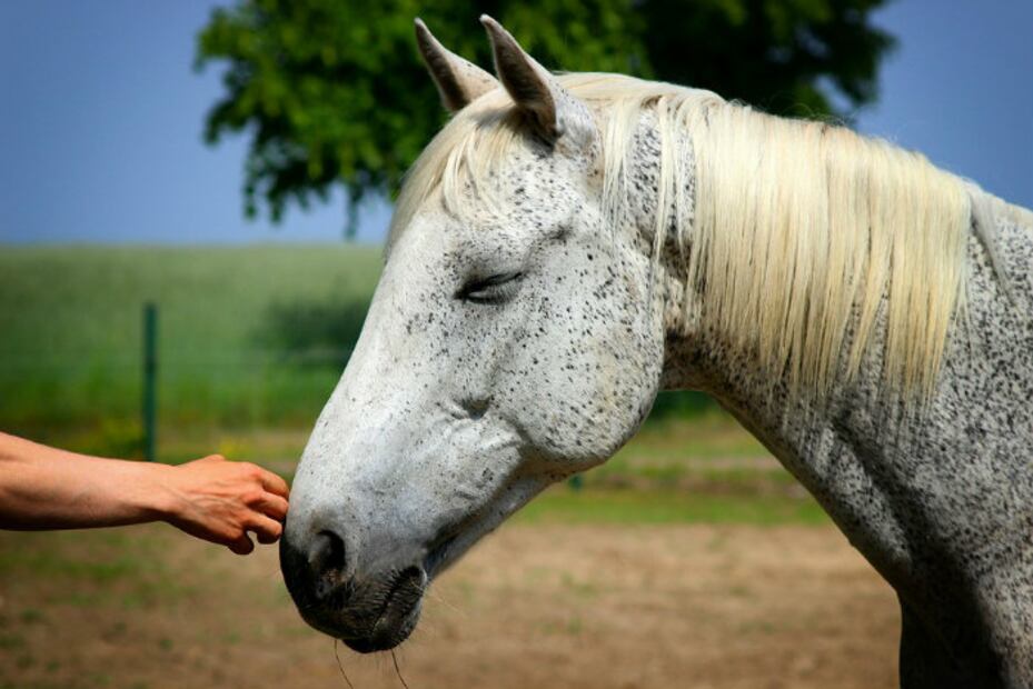 10 derechos de los animales que debes conocer y respetar