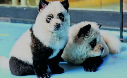 Perros pandas en China... ¿adorable tendencia o crueldad animal? 