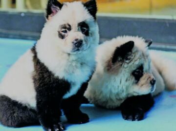 Perros pandas en China... ¿adorable tendencia o crueldad animal?