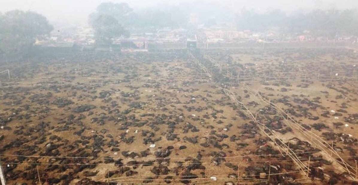 El cruel Festival de Gadhimai, el mayor sacrificio de animales en el mundo