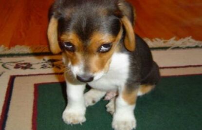 10 perros traviesos a los que Santa no les traerá regalos