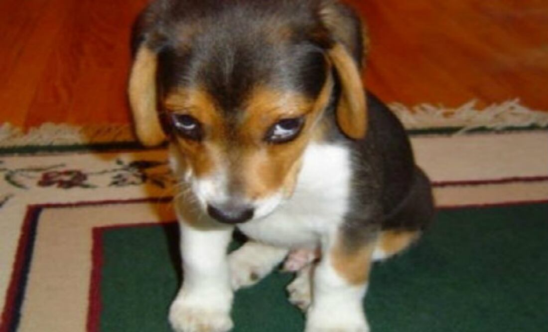 Su carita después de haber destruido todo en casa... ¿lo castigamos?