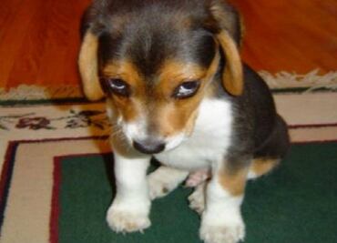 10 perros traviesos a los que Santa no les traerá regalos