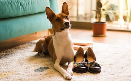 Basenji, conoce a la raza de perros que "no ladra"