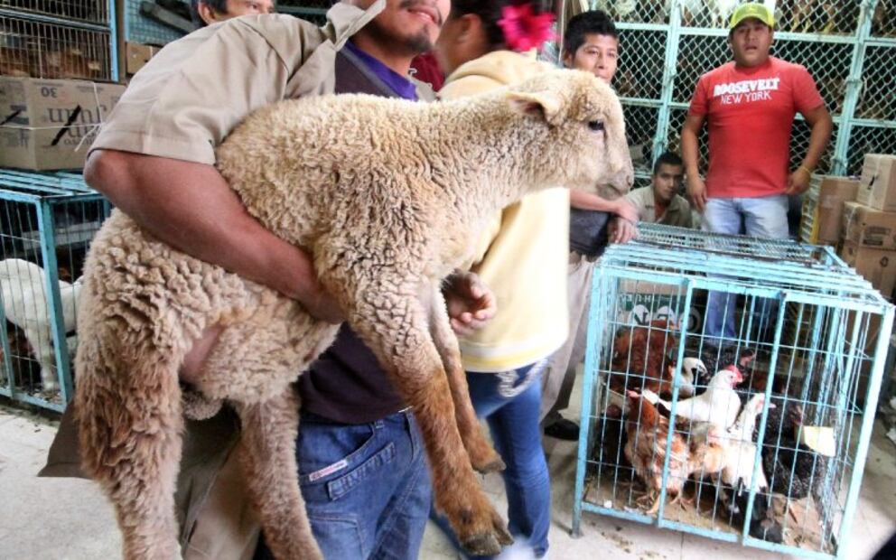 CDMX va por prohibir venta de animales vivos en mercados móviles
