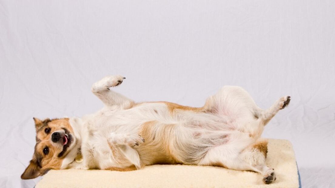 Conoce los beneficios de esterilizar a tu mascota: perro o gato