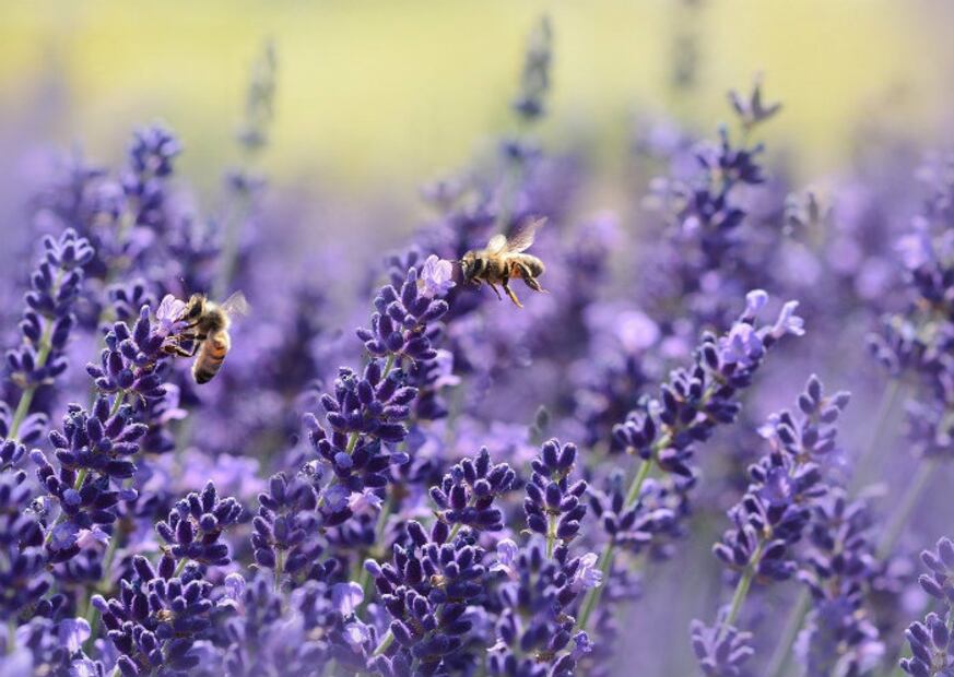 10 beneficios estéticos y de salud que te brinda la lavanda