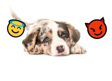 ¿Tu perro no te obedece? Podría estar pasando por la adolescencia