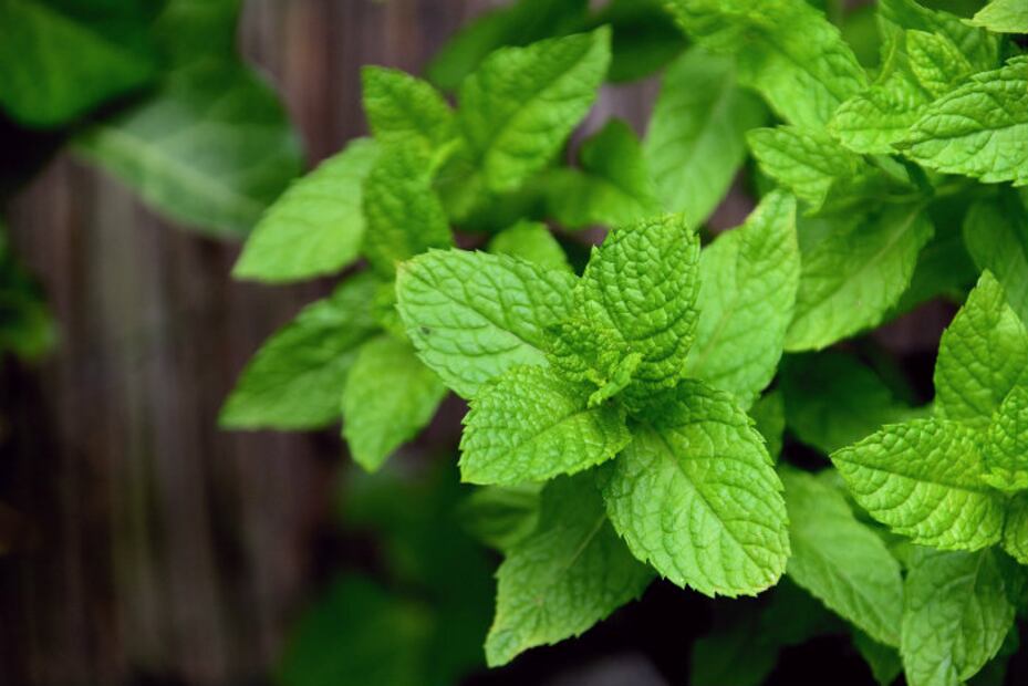 10 grandes beneficios de la menta en nuestra salud