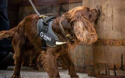 Contratan a perro para mejorar la calidad del whisky
