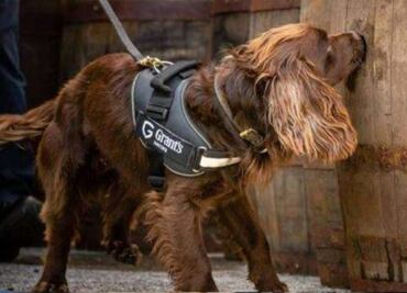 Contratan a perro para mejorar la calidad del whisky