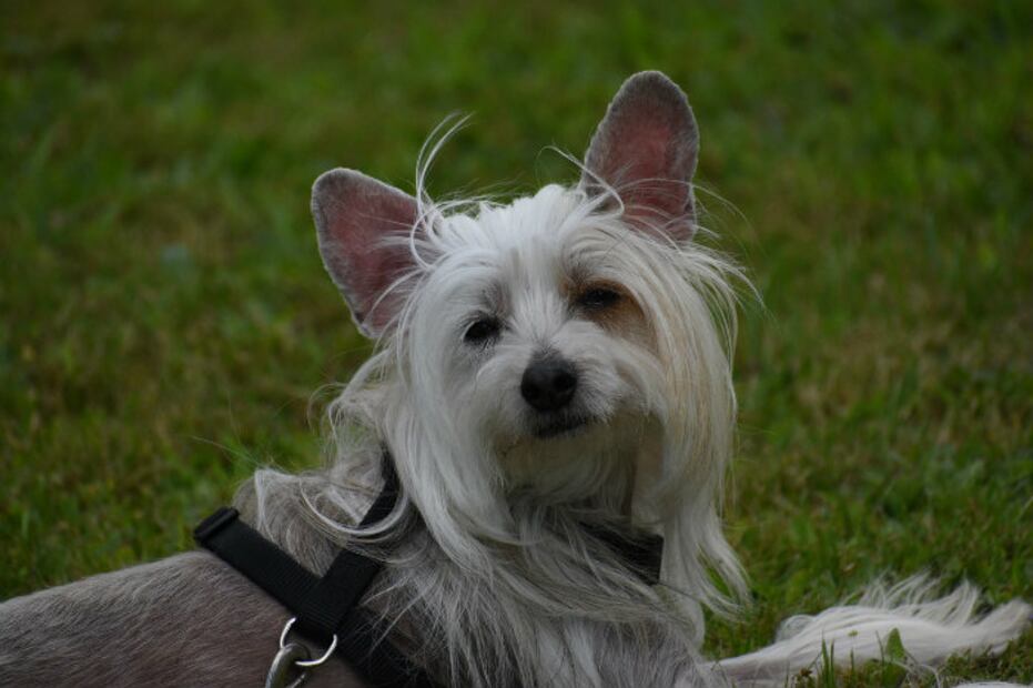 Esta es la raza de perro más cariñosa del mundo