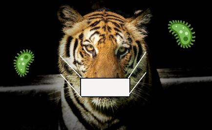 5 animales que han dado positivo a coronavirus