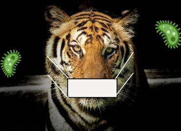 5 animales que han dado positivo a coronavirus