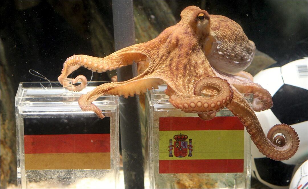 Conoce cuáles son los animales que se volvieron pronosticadores en la historia del Mundial / FOTO: EFE