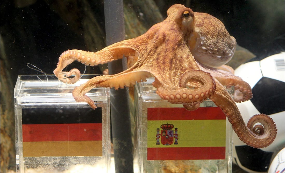 Conoce cuáles son los animales que se volvieron pronosticadores en la historia del Mundial / FOTO: EFE