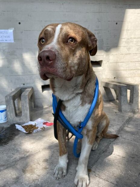 Los Pericos de Puebla adoptan a Hagen, un perrito rescatado