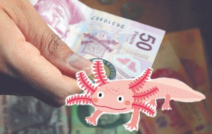 10 cualidades del ajolote, la nueva figura del billete de 50 pesos