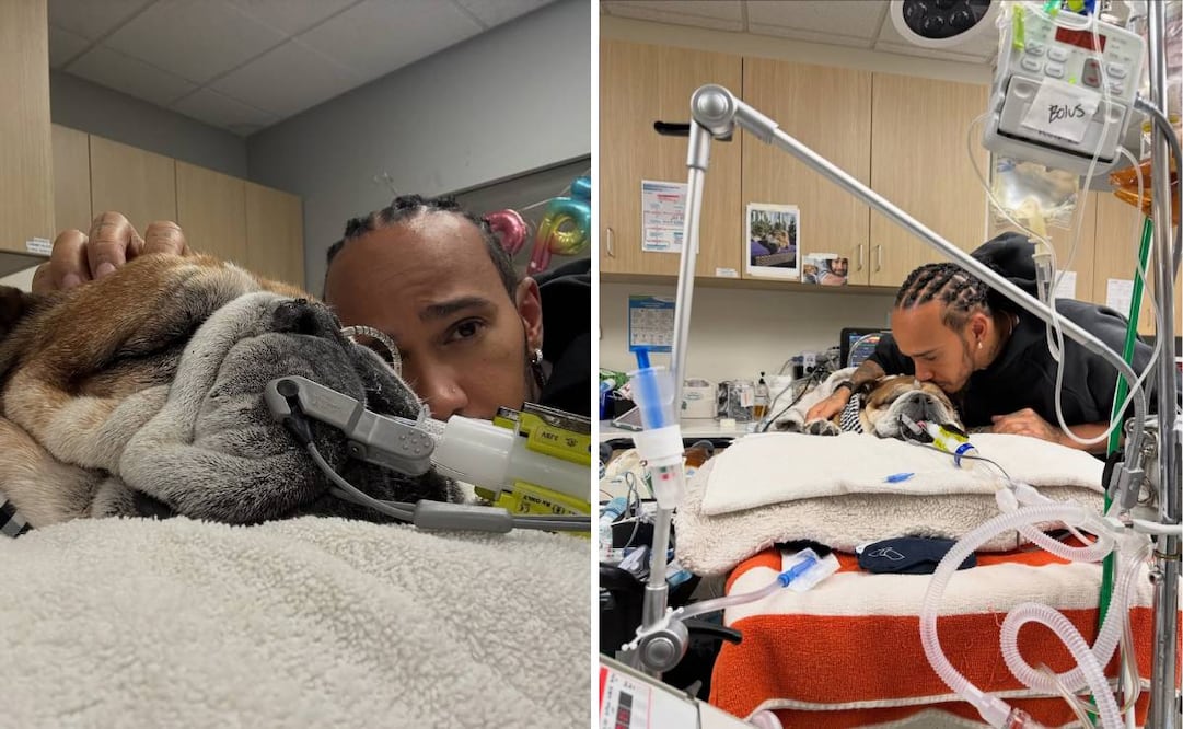 Roscoe, mascota de Lewis Hamilton, entró en coma y no se sabe qué pasará con su salud. Foto: Especial
