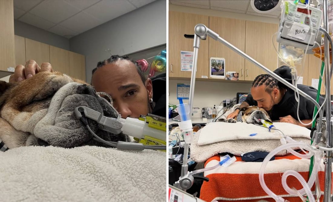 Roscoe, mascota de Lewis Hamilton, entró en coma y no se sabe qué pasará con su salud. Foto: Especial