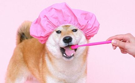 5 tips para ayudar a tu mascota a cuidar sus dientes