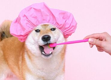 5 tips para ayudar a tu mascota a cuidar sus dientes