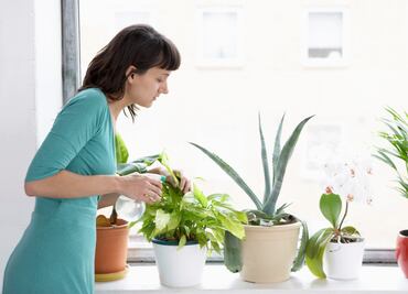 5 plantas que absorben el calor y purifican el aire de tu casa