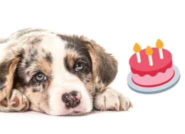 La fórmula definitiva para calcular la edad de tu perro en años humanos