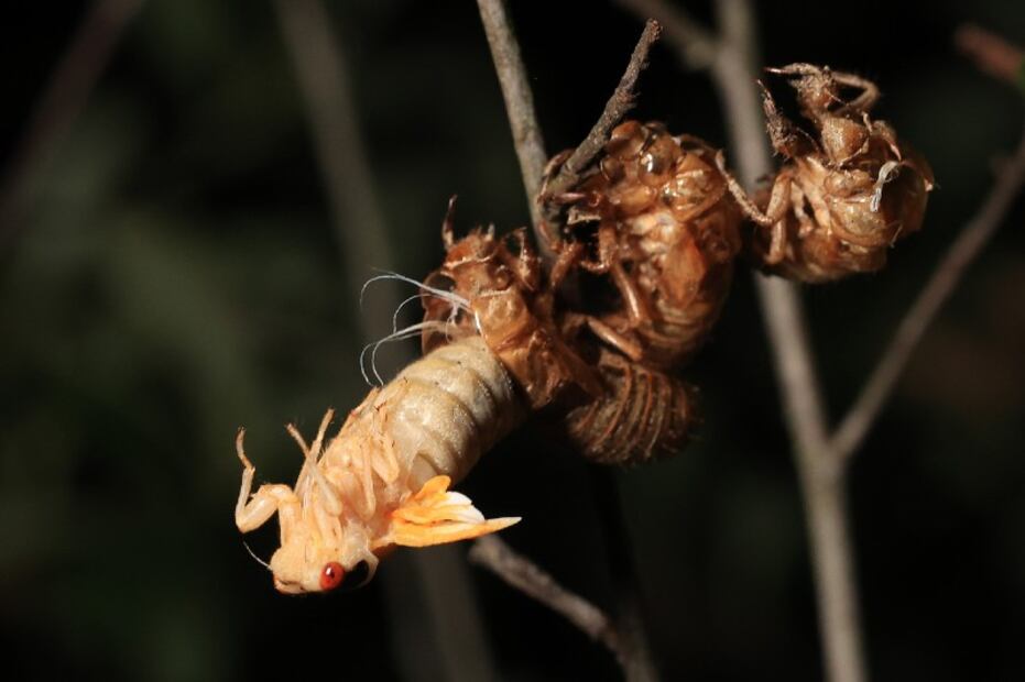 Sushi de cigarras, el crujiente manjar que NO querrás probar