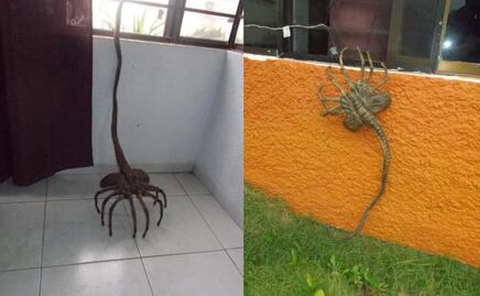 El origen del aguijón pica jopo, el “animal” que aterroriza Colombia