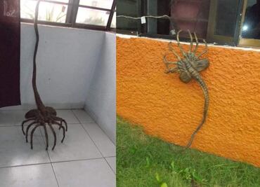 El origen del aguijón pica jopo, el “animal” que aterroriza Colombia