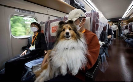 Destinan vagón de tren bala en Japón para que perritos viajen sin jaulas