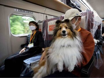 Destinan vagón de tren bala en Japón para que perritos viajen sin jaulas