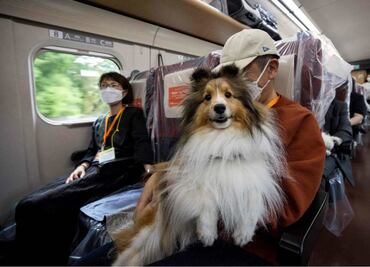 Destinan vagón de tren bala en Japón para que perritos viajen sin jaulas