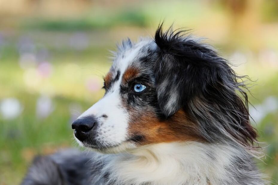 Las 10 razas de perro más fáciles de entrenar 