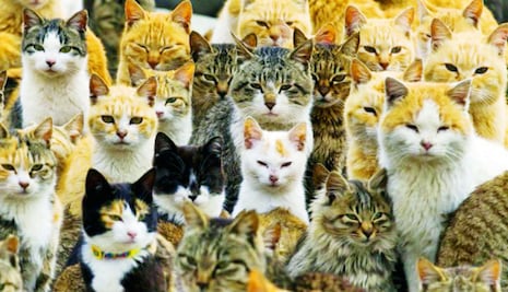 Día Mundial del Gato: Celebremos la magia de tener a un felino en nuestro hogar