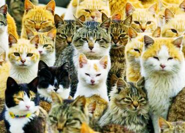 Día Mundial del Gato: Celebremos la magia de tener a un felino en nuestro hogar