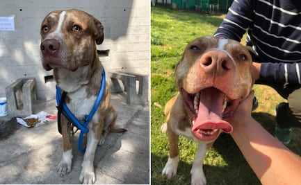 ¡Sé un héroe! 6 razones para adoptar a una mascota sin hogar