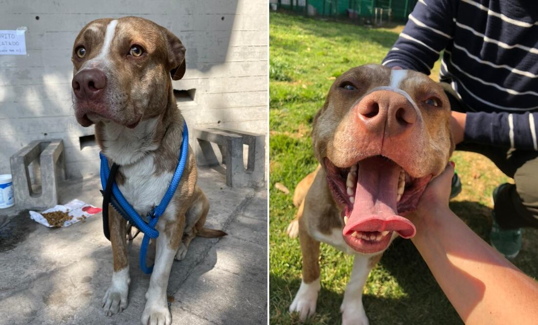 fotos de Amor con Garra