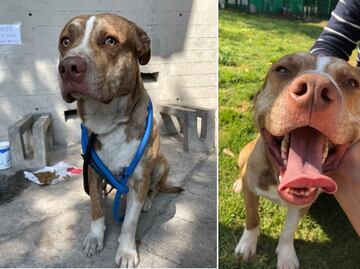 ¡Sé un héroe! 6 razones para adoptar a una mascota sin hogar