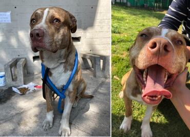 ¡Sé un héroe! 6 razones para adoptar a una mascota sin hogar