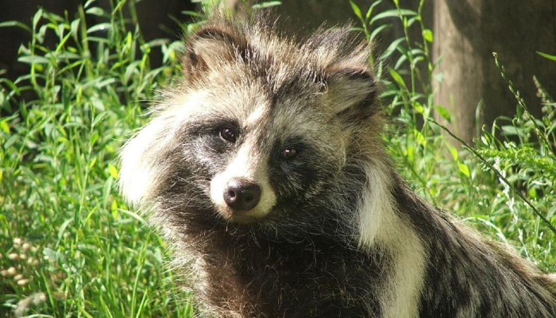5 animales silvestres que se comen en China