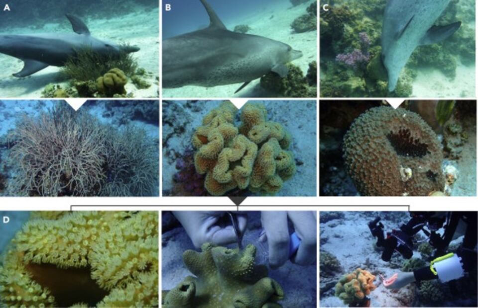 Los delfines también se “automedican y estimulan”, pero con corales y peces globo