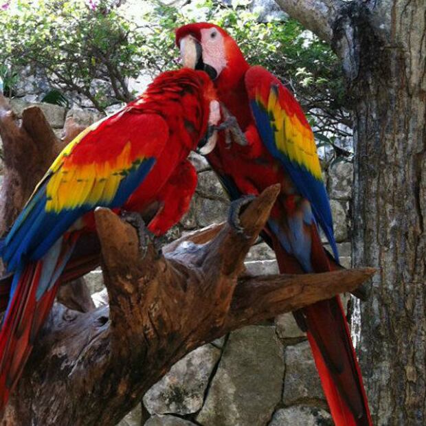 La población de Guacamaya Silvestre se duplica en México
