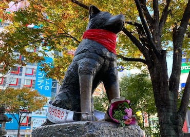 Rinden homenaje al “Negro Matapacos” en la estatua de Hachiko