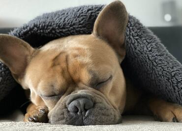 ¿Qué sueñan los perros mientras duermen?